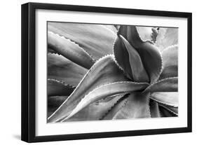 Agave Americana-Moises Levy-Framed Photographic Print