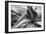 Agave Americana-Moises Levy-Framed Photographic Print