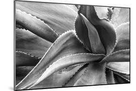 Agave Americana-Moises Levy-Mounted Photographic Print