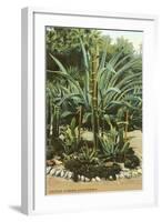 Agave and Cactus, Huntington Gardens-null-Framed Art Print