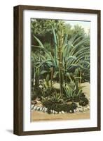 Agave and Cactus, Huntington Gardens-null-Framed Art Print