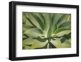 Agave Attenuata, native to Mexico, is often known as the lions tail, swans neck or foxtail.-Mallorie Ostrowitz-Framed Photographic Print