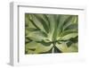 Agave Attenuata, native to Mexico, is often known as the lions tail, swans neck or foxtail.-Mallorie Ostrowitz-Framed Photographic Print