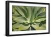 Agave Attenuata, native to Mexico, is often known as the lions tail, swans neck or foxtail.-Mallorie Ostrowitz-Framed Photographic Print