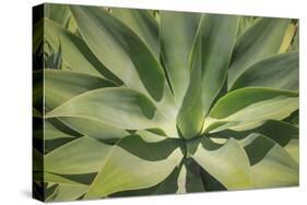 Agave Attenuata, native to Mexico, is often known as the lions tail, swans neck or foxtail.-Mallorie Ostrowitz-Stretched Canvas