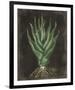 Agave Botanical I-Giclee Studio-Framed Giclee Print