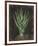 Agave Botanical I-Giclee Studio-Framed Giclee Print