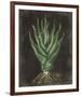 Agave Botanical I-Giclee Studio-Framed Giclee Print