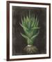 Agave Botanical II-Giclee Studio-Framed Giclee Print