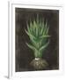 Agave Botanical II-Giclee Studio-Framed Giclee Print