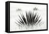 Agave BW I-Douglas Taylor-Framed Stretched Canvas