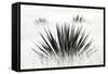 Agave BW I-Douglas Taylor-Framed Stretched Canvas