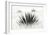 Agave BW I-Douglas Taylor-Framed Photographic Print