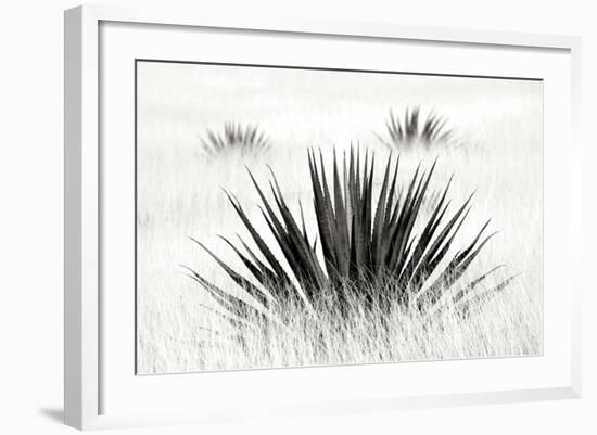 Agave BW I-Douglas Taylor-Framed Photographic Print