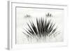 Agave BW I-Douglas Taylor-Framed Photographic Print