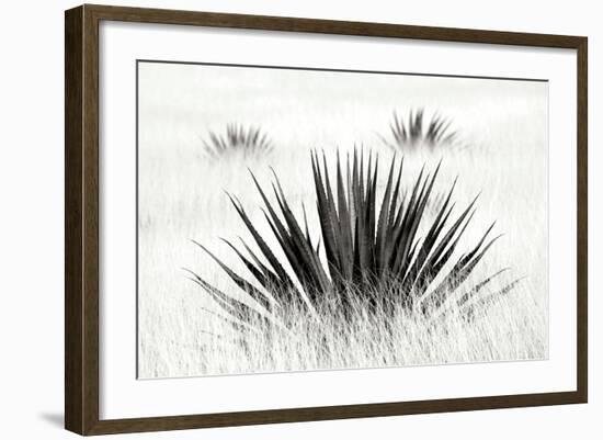 Agave BW I-Douglas Taylor-Framed Photographic Print