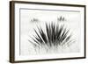 Agave BW I-Douglas Taylor-Framed Photographic Print