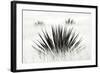 Agave BW I-Douglas Taylor-Framed Photographic Print
