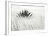 Agave BW II-Douglas Taylor-Framed Photographic Print