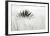 Agave BW II-Douglas Taylor-Framed Photographic Print