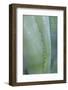 Agave cactus, Austin, Texas, Usa-Lisa S. Engelbrecht-Framed Photographic Print