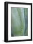 Agave cactus, Austin, Texas, Usa-Lisa S. Engelbrecht-Framed Photographic Print