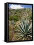 Agave Cactus for Making Mezcal, Oaxaca, Mexico, North America-Robert Harding-Framed Stretched Canvas