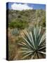 Agave Cactus for Making Mezcal, Oaxaca, Mexico, North America-Robert Harding-Stretched Canvas