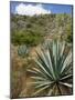 Agave Cactus for Making Mezcal, Oaxaca, Mexico, North America-Robert Harding-Mounted Photographic Print