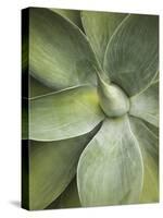 Agave Cactus, Longwood Gardens, Pennsylvania, Usa-Adam Jones-Stretched Canvas