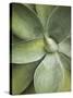 Agave Cactus, Longwood Gardens, Pennsylvania, Usa-Adam Jones-Stretched Canvas