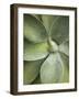 Agave Cactus, Longwood Gardens, Pennsylvania, Usa-Adam Jones-Framed Photographic Print