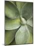 Agave Cactus, Longwood Gardens, Pennsylvania, Usa-Adam Jones-Mounted Photographic Print