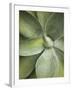 Agave Cactus, Longwood Gardens, Pennsylvania, Usa-Adam Jones-Framed Photographic Print