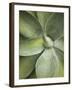 Agave Cactus, Longwood Gardens, Pennsylvania, Usa-Adam Jones-Framed Photographic Print