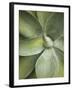 Agave Cactus, Longwood Gardens, Pennsylvania, Usa-Adam Jones-Framed Photographic Print