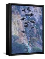 Agave, Century Plant, Big Bend National Park, Texas, USA-William Sutton-Framed Stretched Canvas