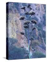 Agave, Century Plant, Big Bend National Park, Texas, USA-William Sutton-Stretched Canvas