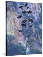 Agave, Century Plant, Big Bend National Park, Texas, USA-William Sutton-Stretched Canvas