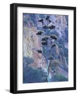 Agave, Century Plant, Big Bend National Park, Texas, USA-William Sutton-Framed Photographic Print