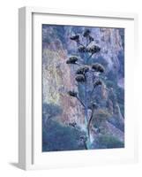 Agave, Century Plant, Big Bend National Park, Texas, USA-William Sutton-Framed Photographic Print