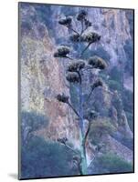 Agave, Century Plant, Big Bend National Park, Texas, USA-William Sutton-Mounted Photographic Print