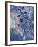 Agave, Century Plant, Big Bend National Park, Texas, USA-William Sutton-Framed Photographic Print