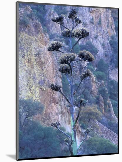 Agave, Century Plant, Big Bend National Park, Texas, USA-William Sutton-Mounted Photographic Print