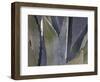 Agave Close-Up-Art Wolfe-Framed Photographic Print