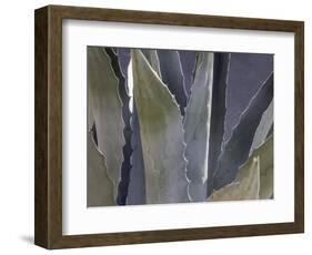 Agave Close-Up-Art Wolfe-Framed Photographic Print