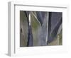 Agave Close-Up-Art Wolfe-Framed Photographic Print
