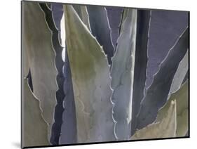 Agave Close-Up-Art Wolfe-Mounted Photographic Print