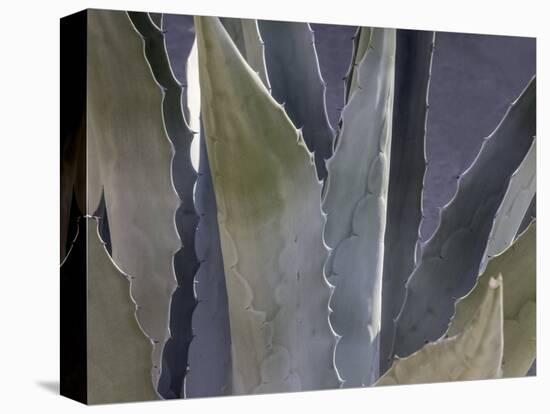 Agave Close-Up-Art Wolfe-Stretched Canvas