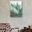 Agave Crop-Danhui Nai-Stretched Canvas displayed on a wall